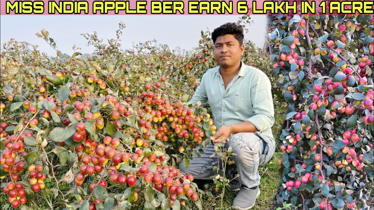 Miss India Apple Ber Ki Kheti/ thai Red Apple Ber Nursery/Kashmiri Red Apple Ber/Fruit Plant Nursery