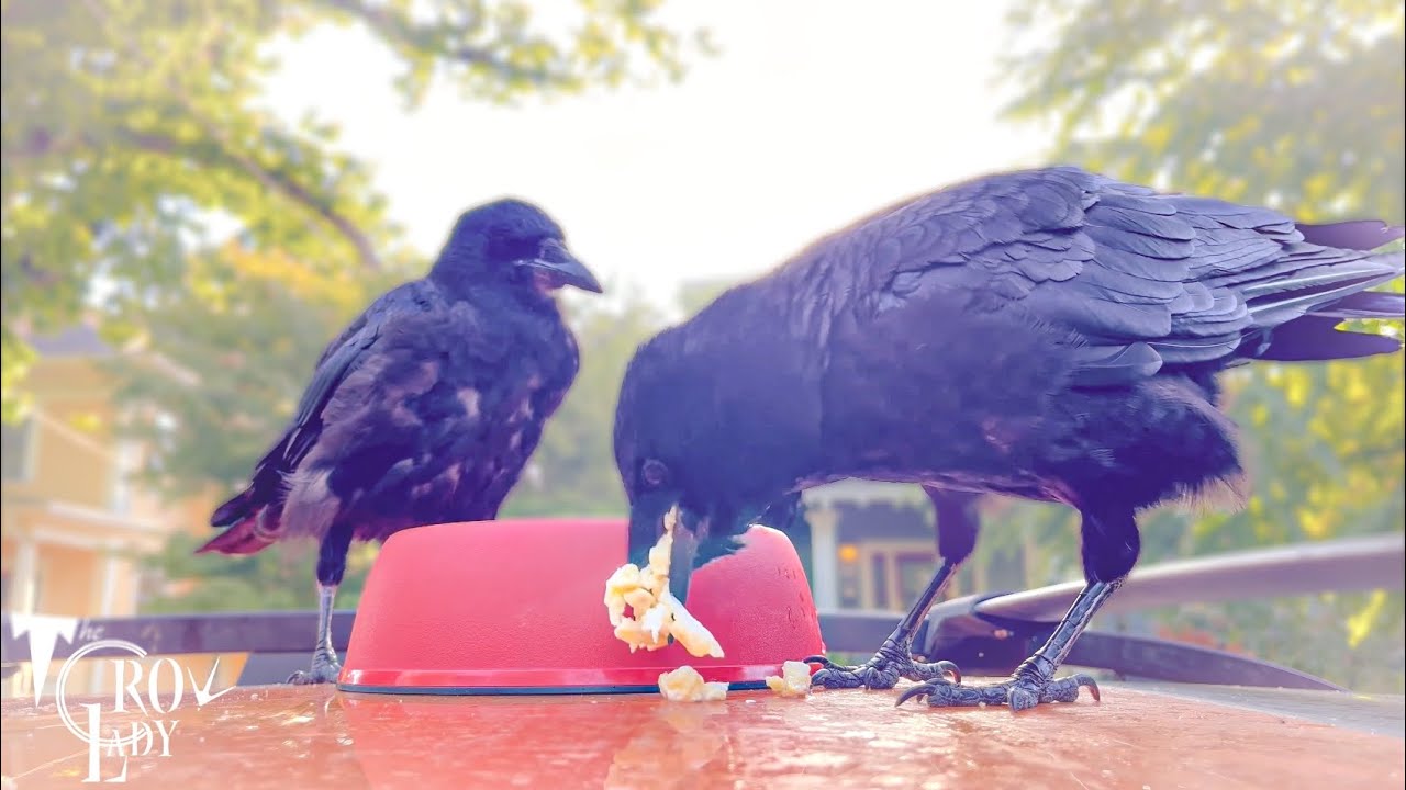 Crow Cam: The Big Old Days
