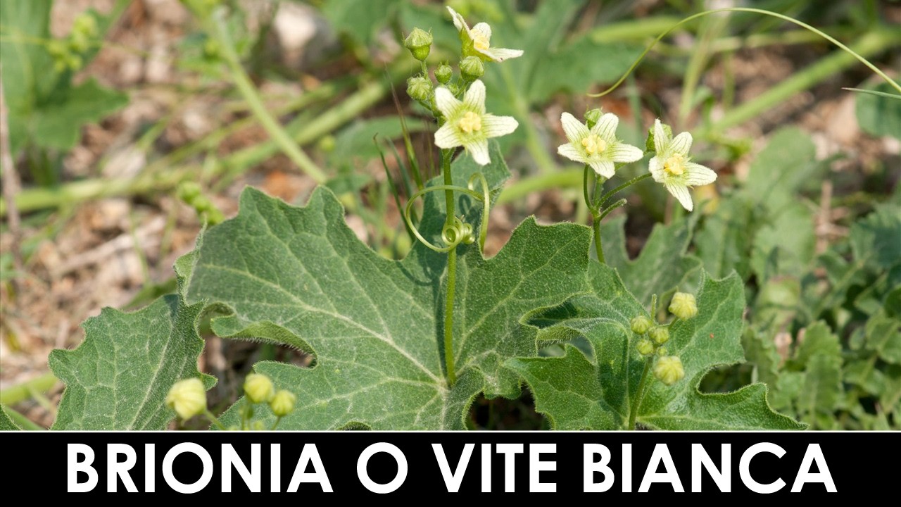 DIVINA FLORA - Bryonia cretica o dioica