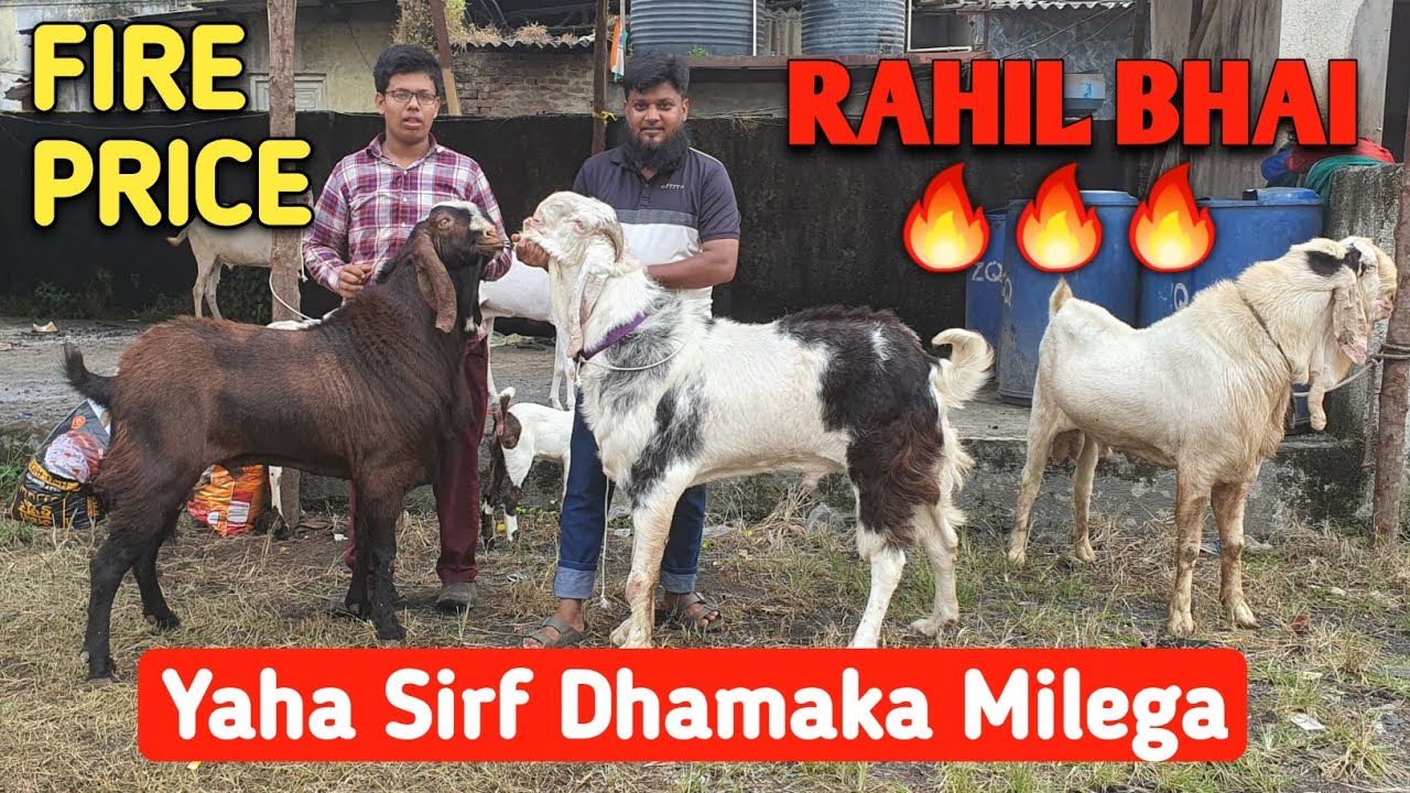 Patira Bakra Bakri Per FIRE PRICE RAHIL BHAI | Yaha Sirf Dhamaka Milega |@Rizwankranti