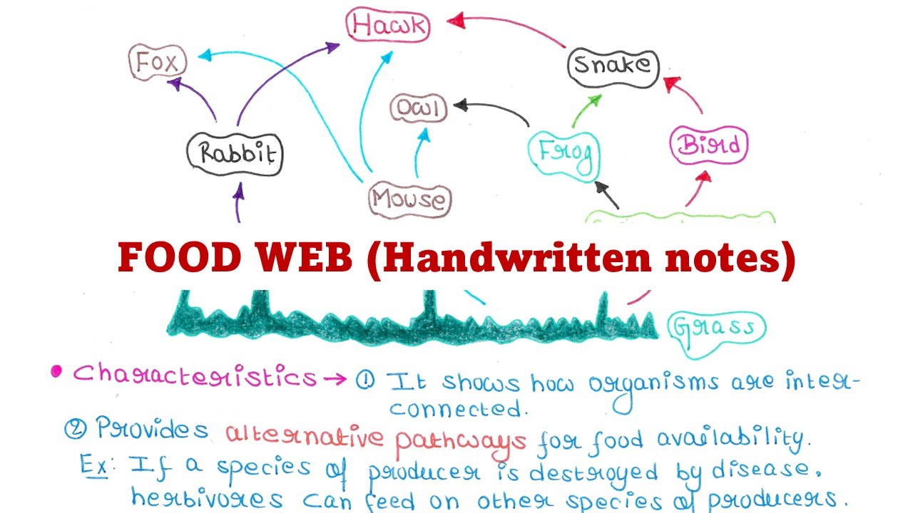 Food web | Ecology