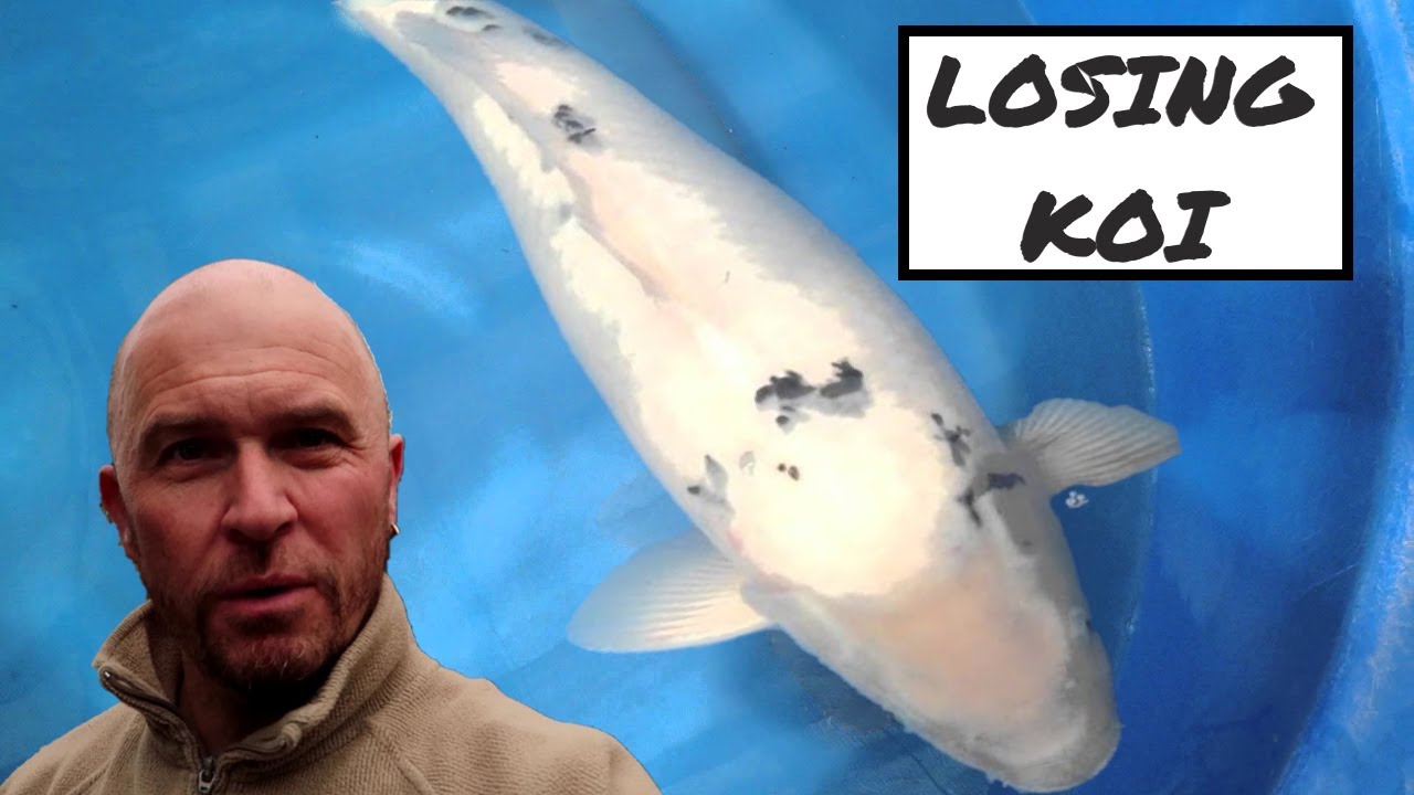 Losing My Oldest Koi **Fin Rot**