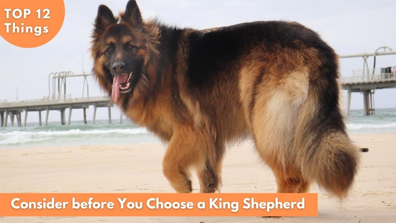 12 вещей, которые следует учесть, прежде чем выбрать King Shepherd