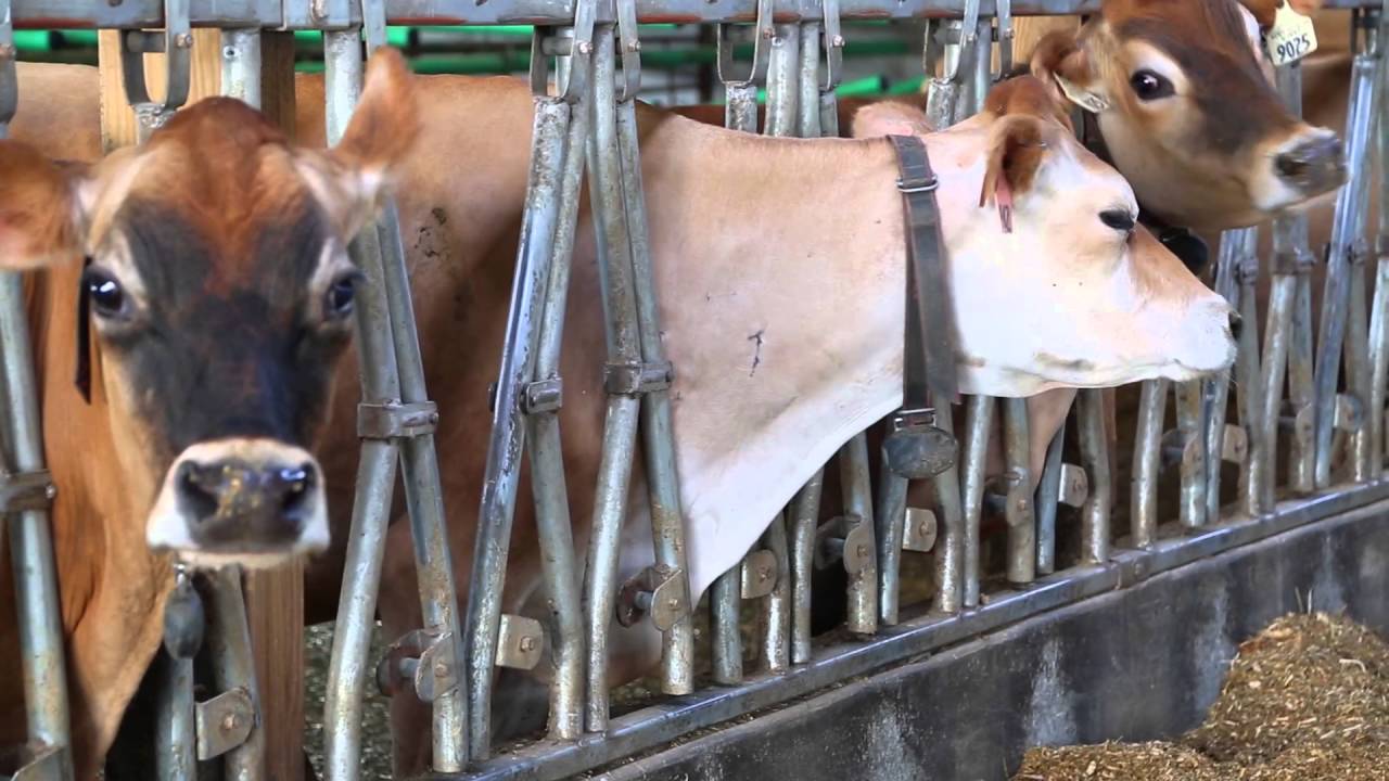 Meier Dairy &ndash; Customer Story (United States)