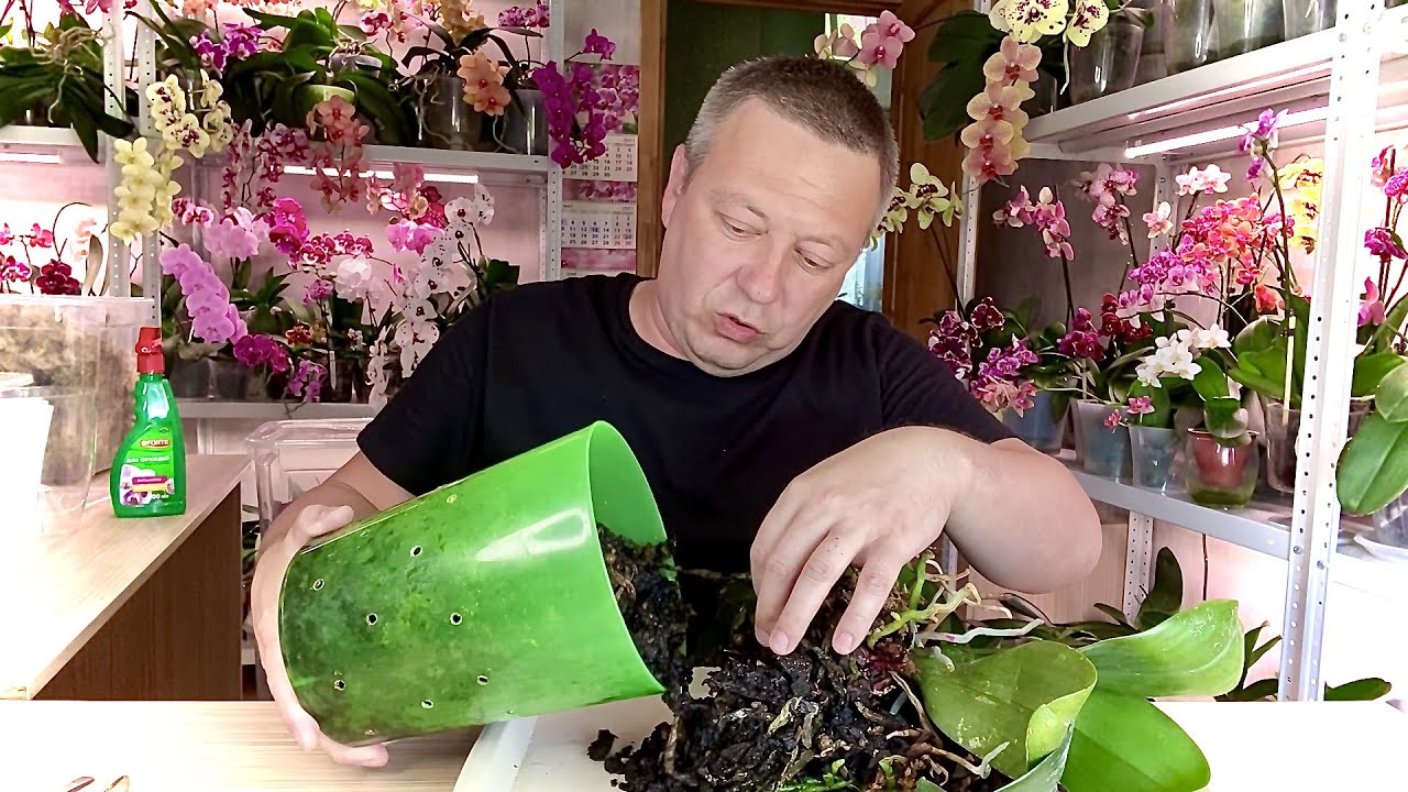 КОРНИ ОРХИДЕИ ЗАДОХНУЛИСЬ внутри этого горшка и грунта // орхидея Легато