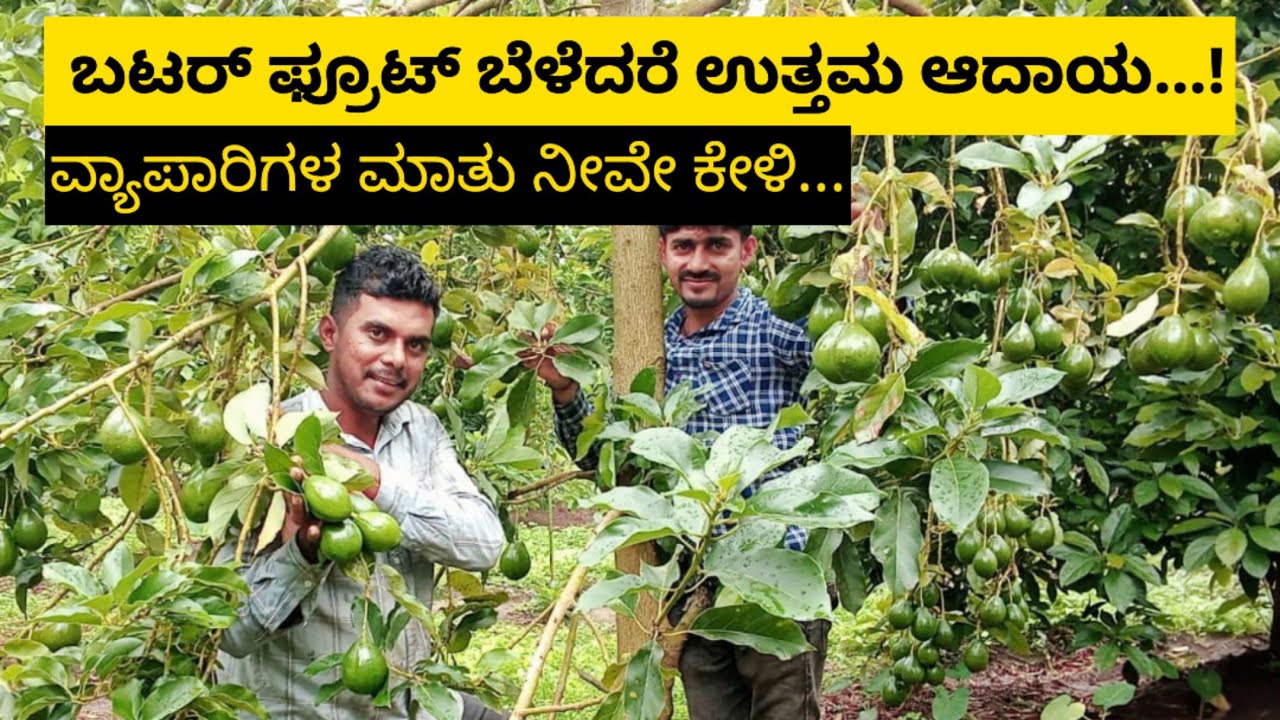 ಪ್ರತಿ ದಿನ ಒಂದು ಟನ್ ಬೆಣ್ಣೆಹಣ್ಣು(avocado) ಕೊಯ್ಲು ‌ಮಾಡ್ತೇವೆ | Avocado Harvest in coorg