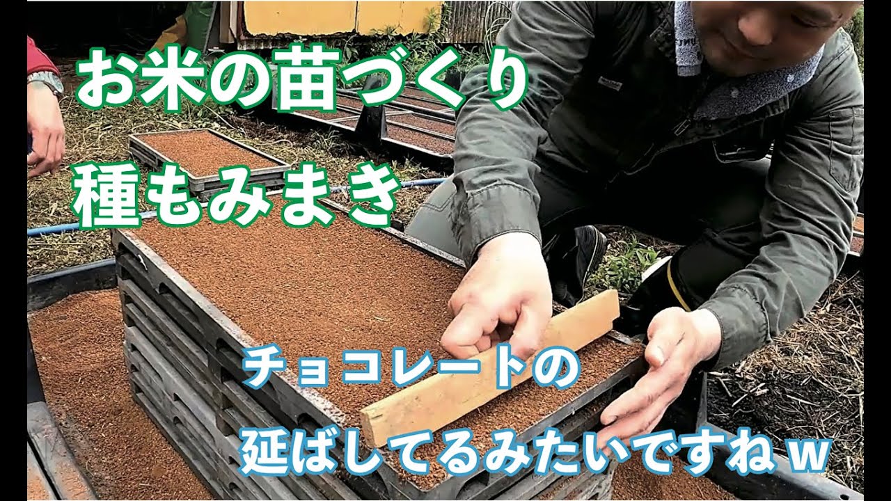 【米づくり】　種まき編集