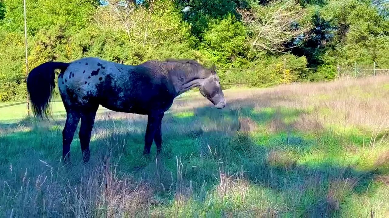 Dan’s View of Horse’s turned Out