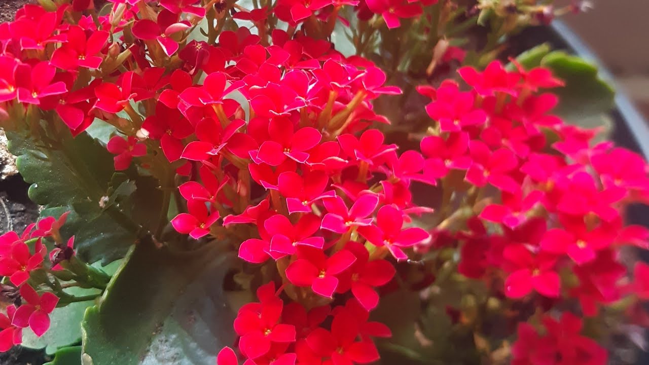 Como replantar o kalanchoe ou flor da fortuna  #short