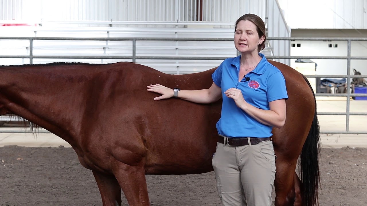 Equine Observations and Vital Signs