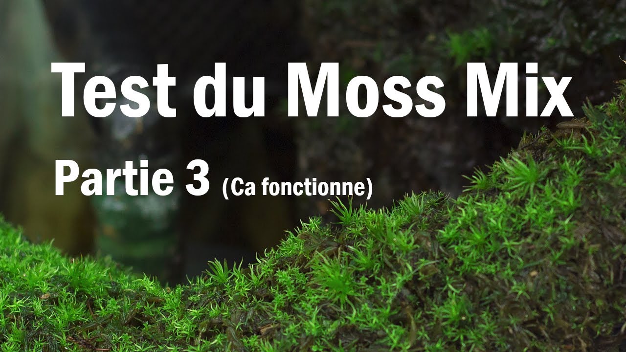 Test du Moss Mix partie 3 - Ca fonctionne!