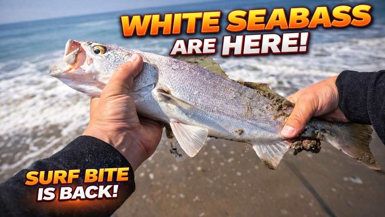 White Seabass & Yellowfin Croaker Bite Heating Up!