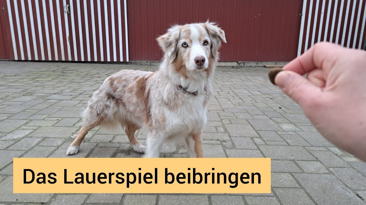 Das Lauerspiel beibringen | Tolles Spiel für Hunde, die gern einen Reiz mit den Augen verfolgen