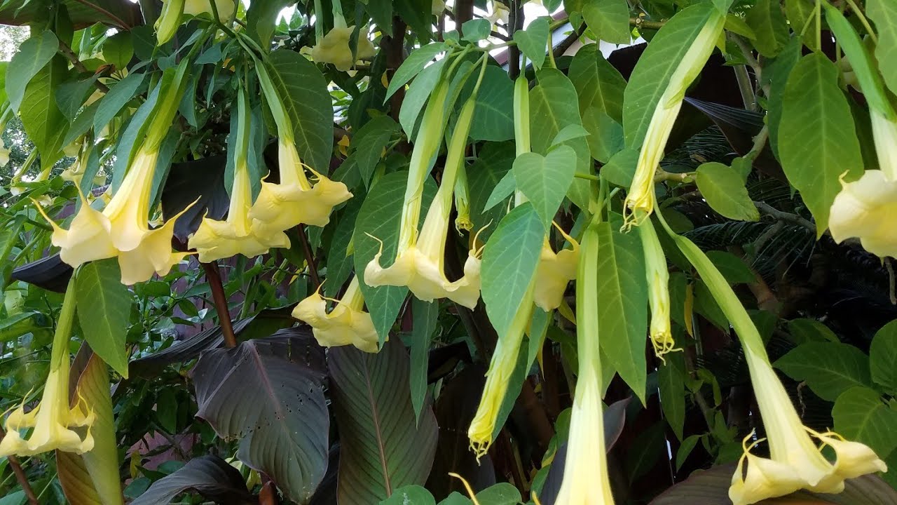 How to Easily Grow Angel Trumpets aka Brugmansia