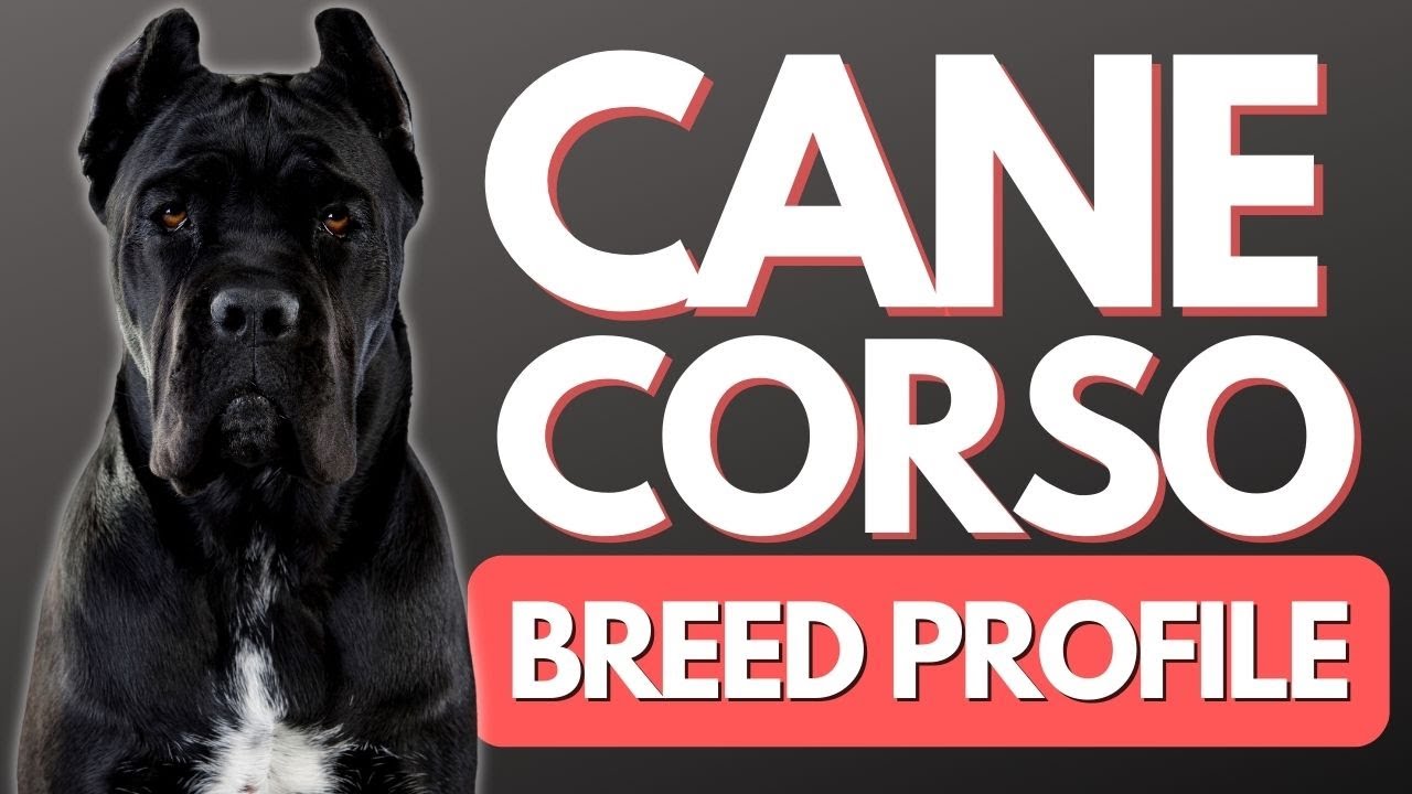 Cane Corso | Italian Mastiff - Everything You Need To Know - DOG CARE 101