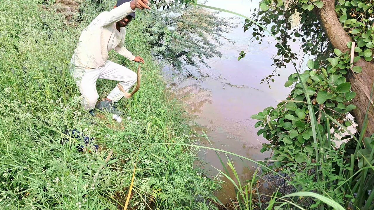 BAAMFISH आशान शिकार है? अगर तकनीक और अनुभव है!