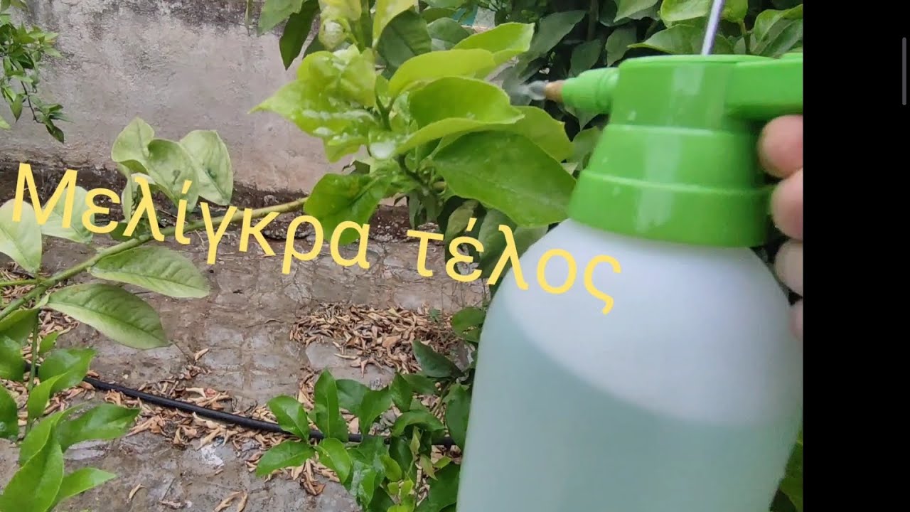 ΜΕΛΊΓΚΡΑ ΤΈΛΟΣ... δείτε τον βιολογικό τρόπο εξόντωσης της μελίγκρας... εύκολα μόνο με 2 υλικά ...