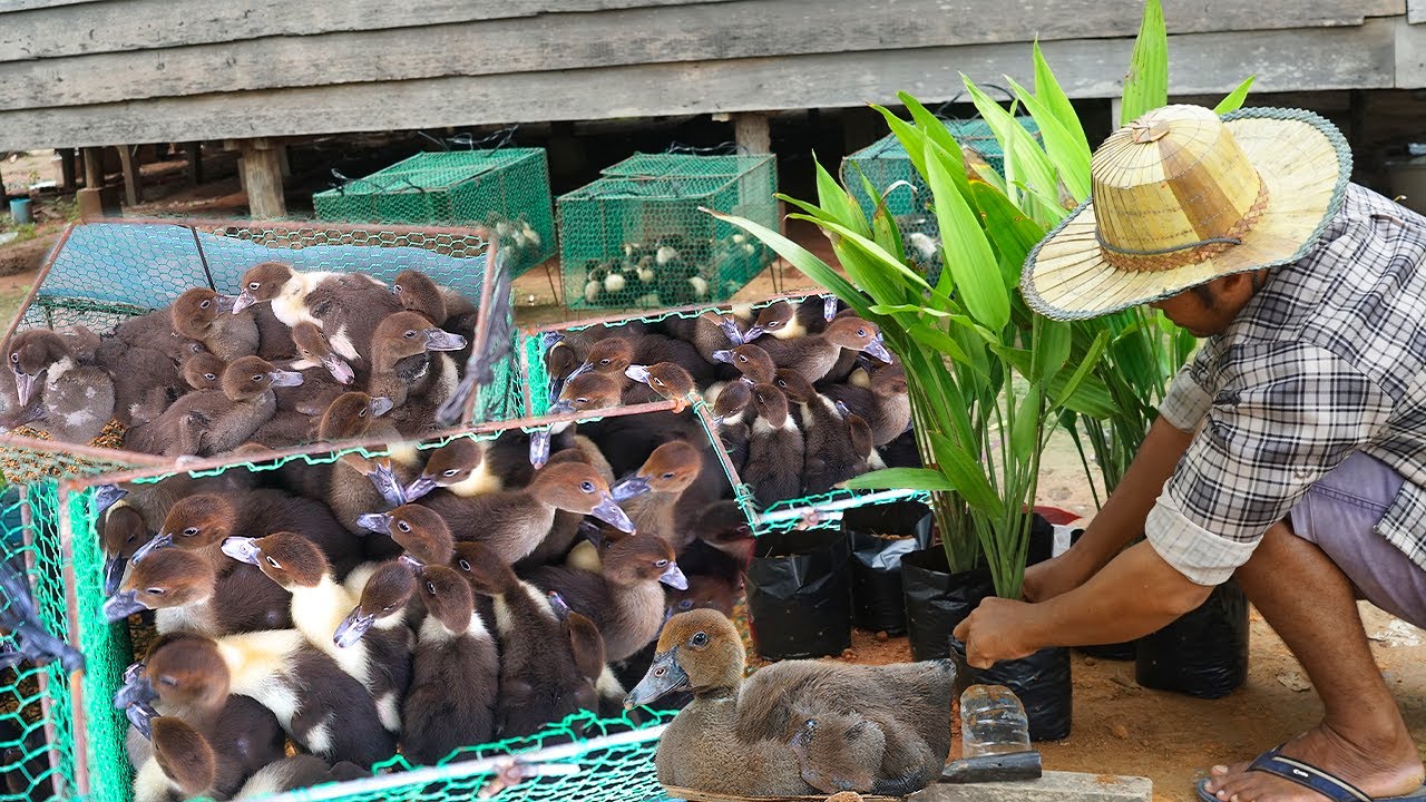 Tiny Space, Happy Ducks: Muscovy Duck Cage Hacks for 2025