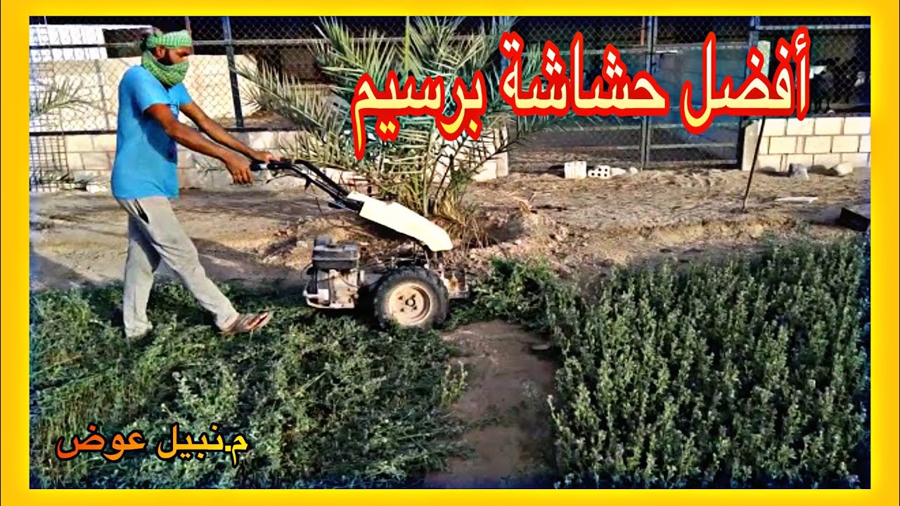 افضل حشاشة برسيم |طريقة حش البرسيم| طريقة جمع البرسيم|طريقة تجفيف البرسيم| المدة بين الحشتين|الكويت
