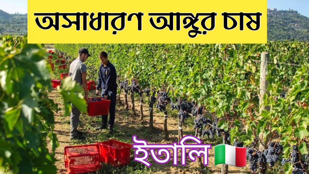ইতালির অসাধারণ কৃষি কাজ | তাসকানি শহরের আঙ্গুর চাষ  🍇 Tuscany,Italy. #HistoryByNazninKhan