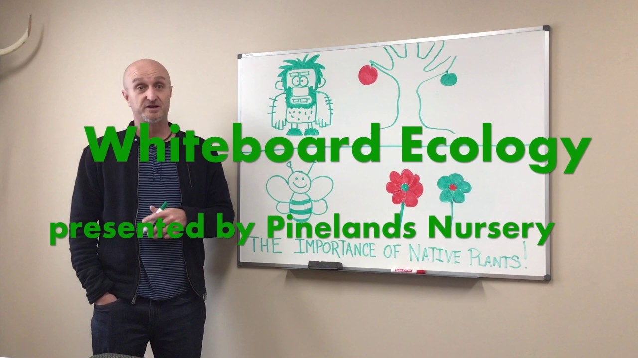 Whiteboard Ecology   Straight Species Native Plants