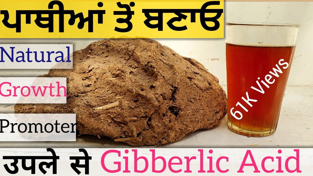 ਘਰ ਹੀ ਤਿਆਰ ਕਰੋ Best Natural Growth Promoter, gibberllic acid in organic farming
