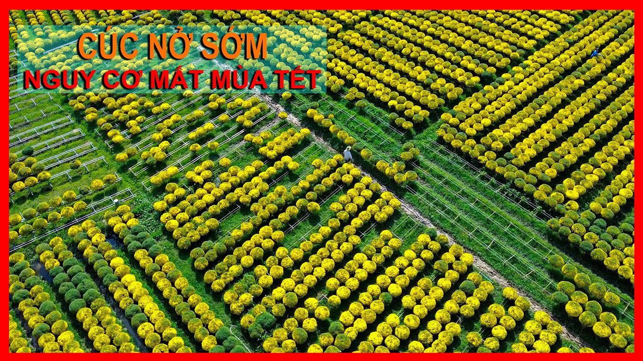 Làng hoa Cái Mơn: Hoa cúc nở sớm, nguy cơ mất mùa Tết