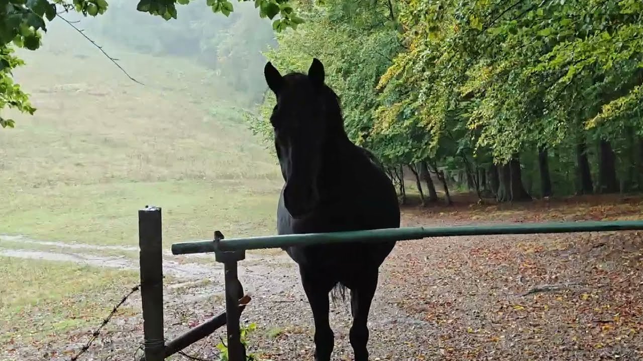Relaxing Nature Video: Black Horse in Mountains