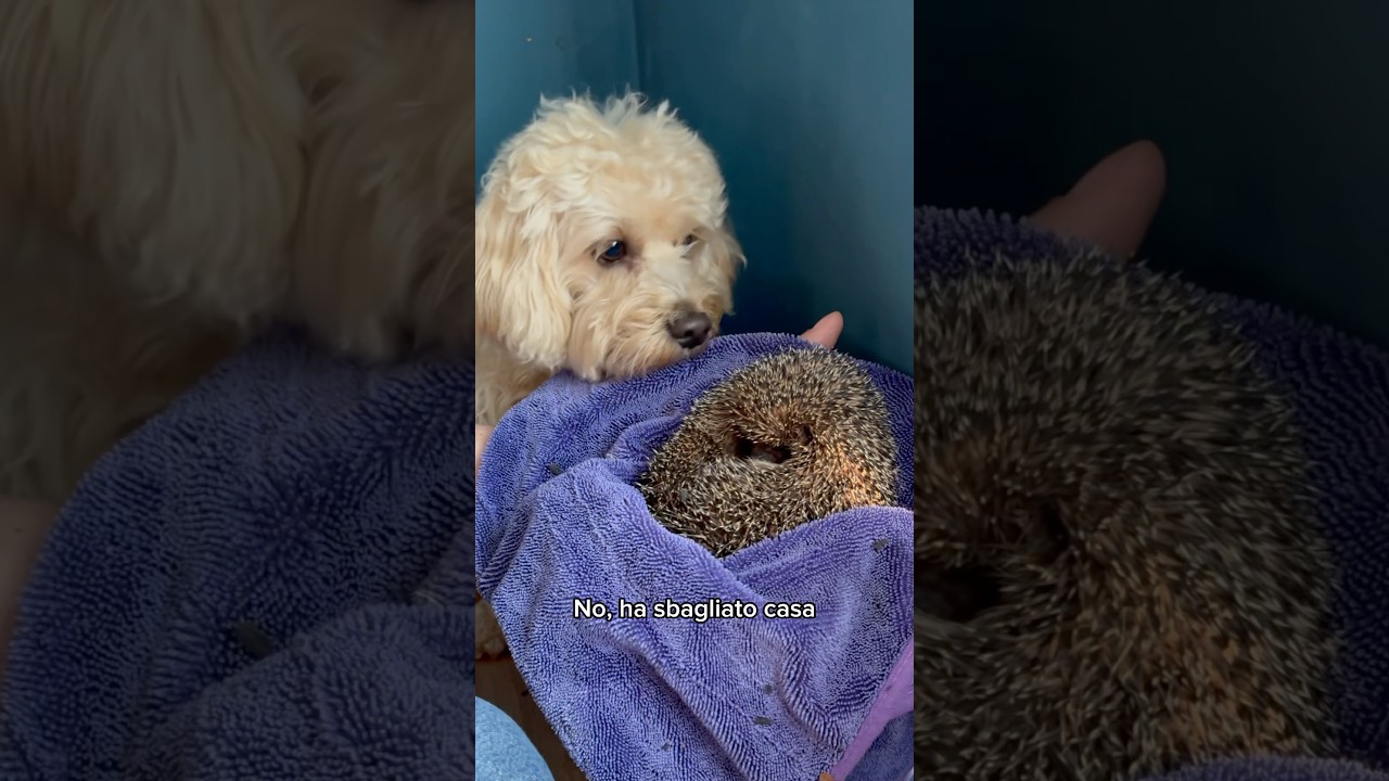 Il BICCIO 🦔 #chico #divertente #cane #canedivertente #funny