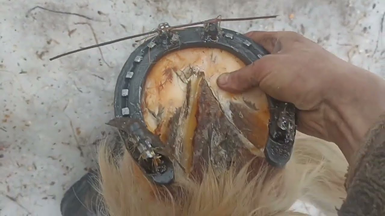 Ковка рабочих лошадей.