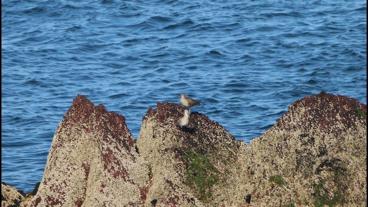 Whimbrel & Bar Tailed Godwit! - Skokholm Island Part 7 (Wild Wales Episode 12)