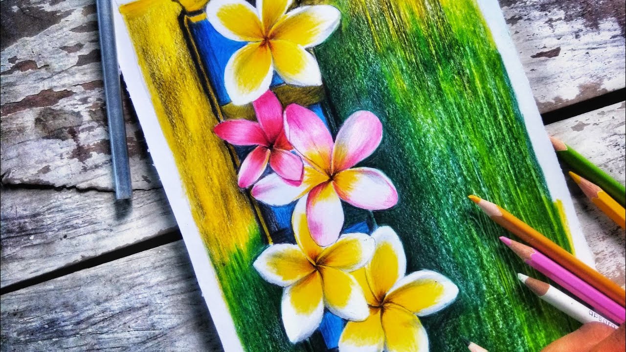 realistic Colored pencil drawing plumeria flowers #Plumeria #Drawingpencil