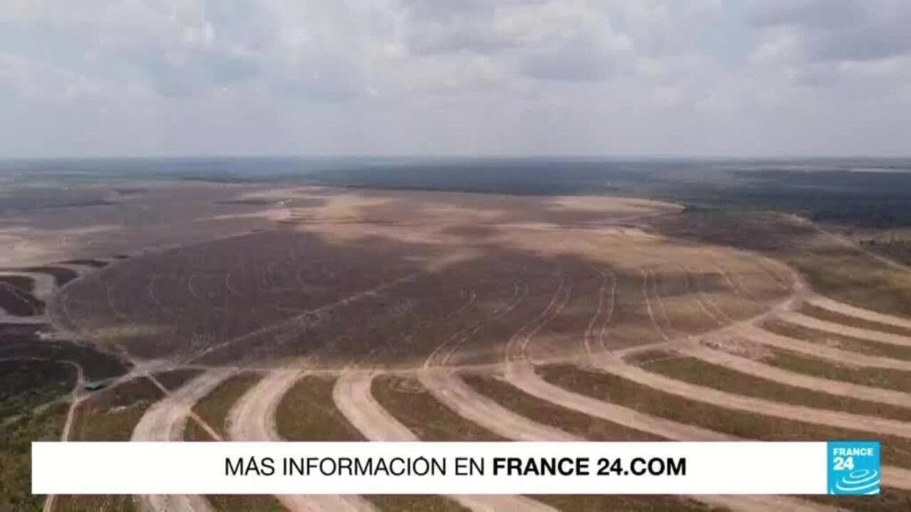 Deforestaci&oacute;n aument&oacute; 3% en El Cerrado, una ecorregi&oacute;n de Brasil &bull; FRANCE 24 Espa&ntilde;ol