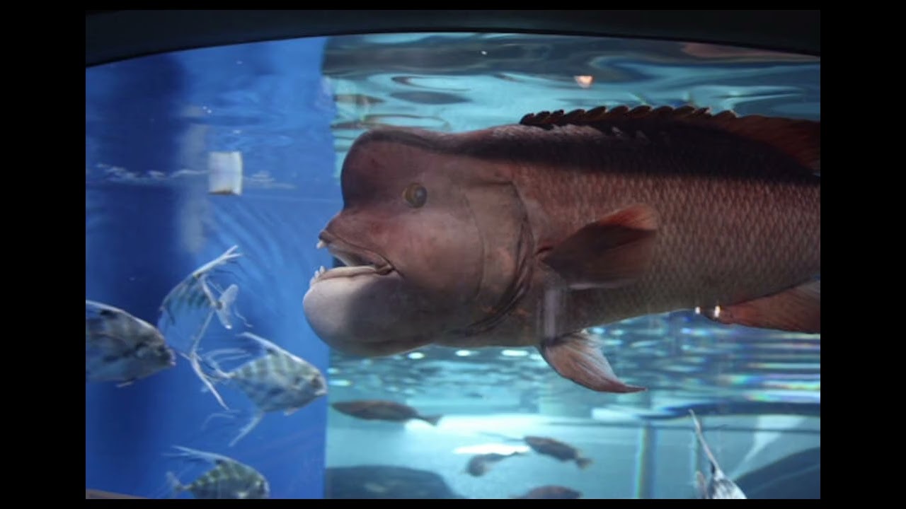 एशियन शीप्सहेड रैस (Asian Sheepshead Wrasse)
