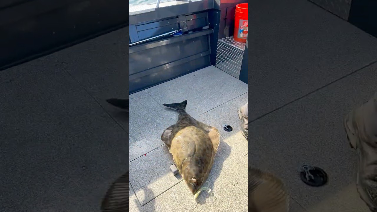 Alaska halibut-biggest fish is always first