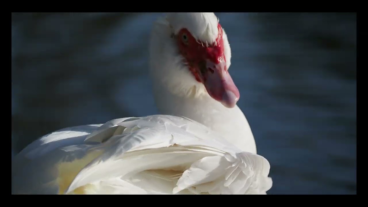 Voyage au c&oelig;ur du lac &ndash; sc&egrave;nes de nature et de faune locale