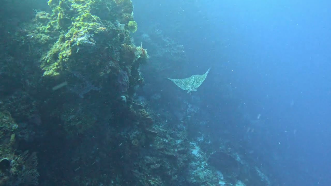Spotted StingRay