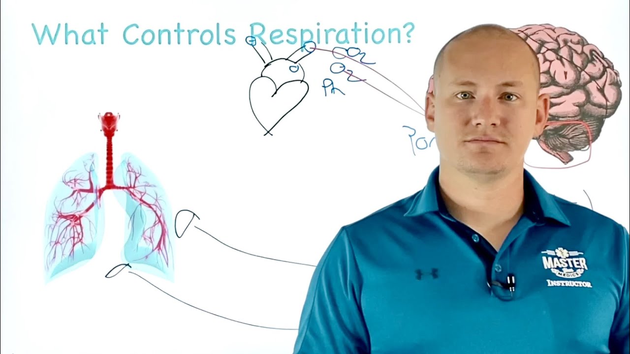 What Controls Respiration? | Respiratory Physiology