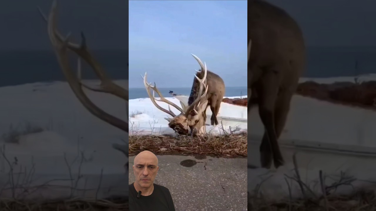 UM ANIMAL COM 2 CABE&Ccedil;AS? Pergunte ao Bi&oacute;logo Guilherme Domenichelli #animals #nature #biologia