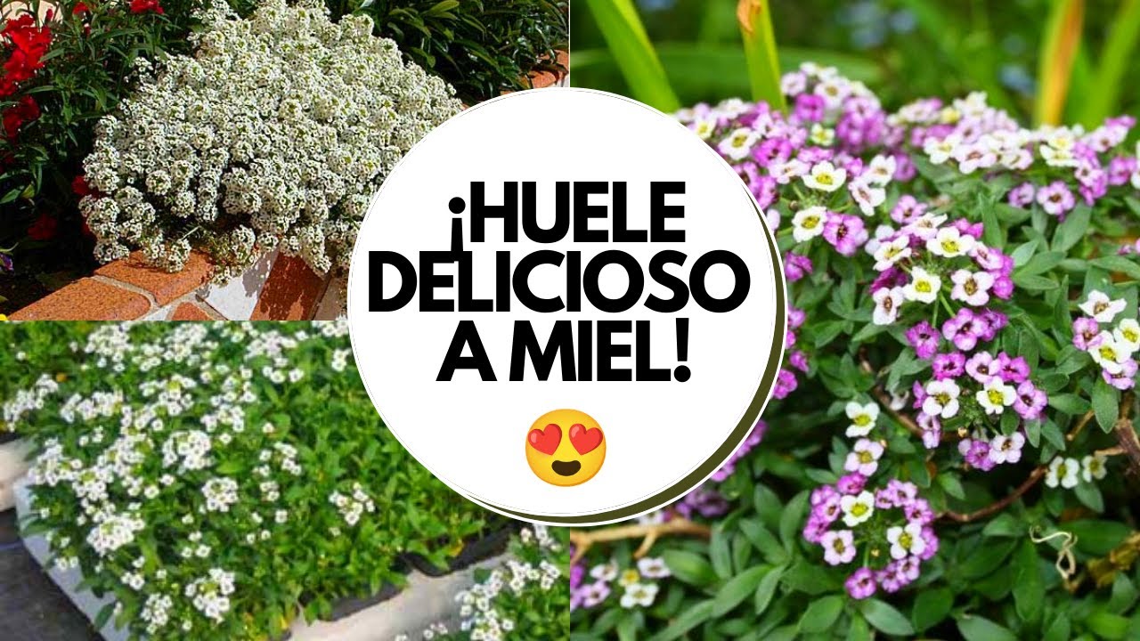 Panalillo blanco cuidados / ¡Flores para jardín exterior!