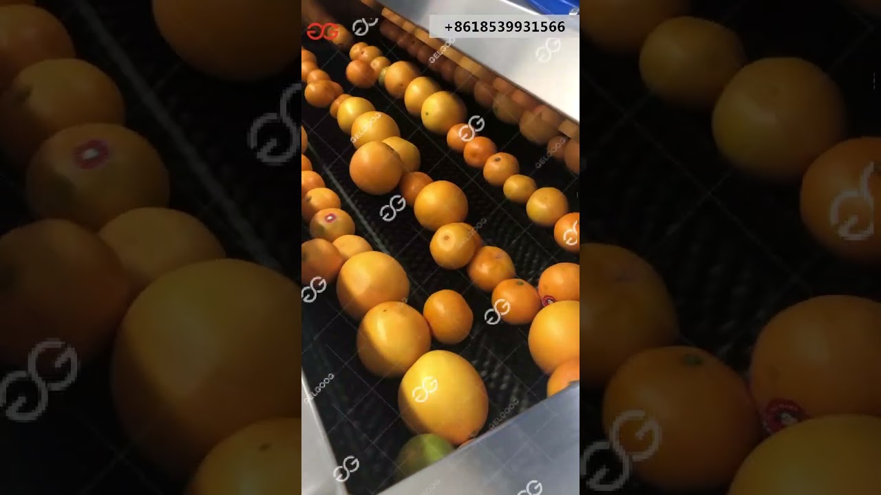 Citrus Orange Waxing Machine Fruit Processing Line Washing Waxing and Grading System