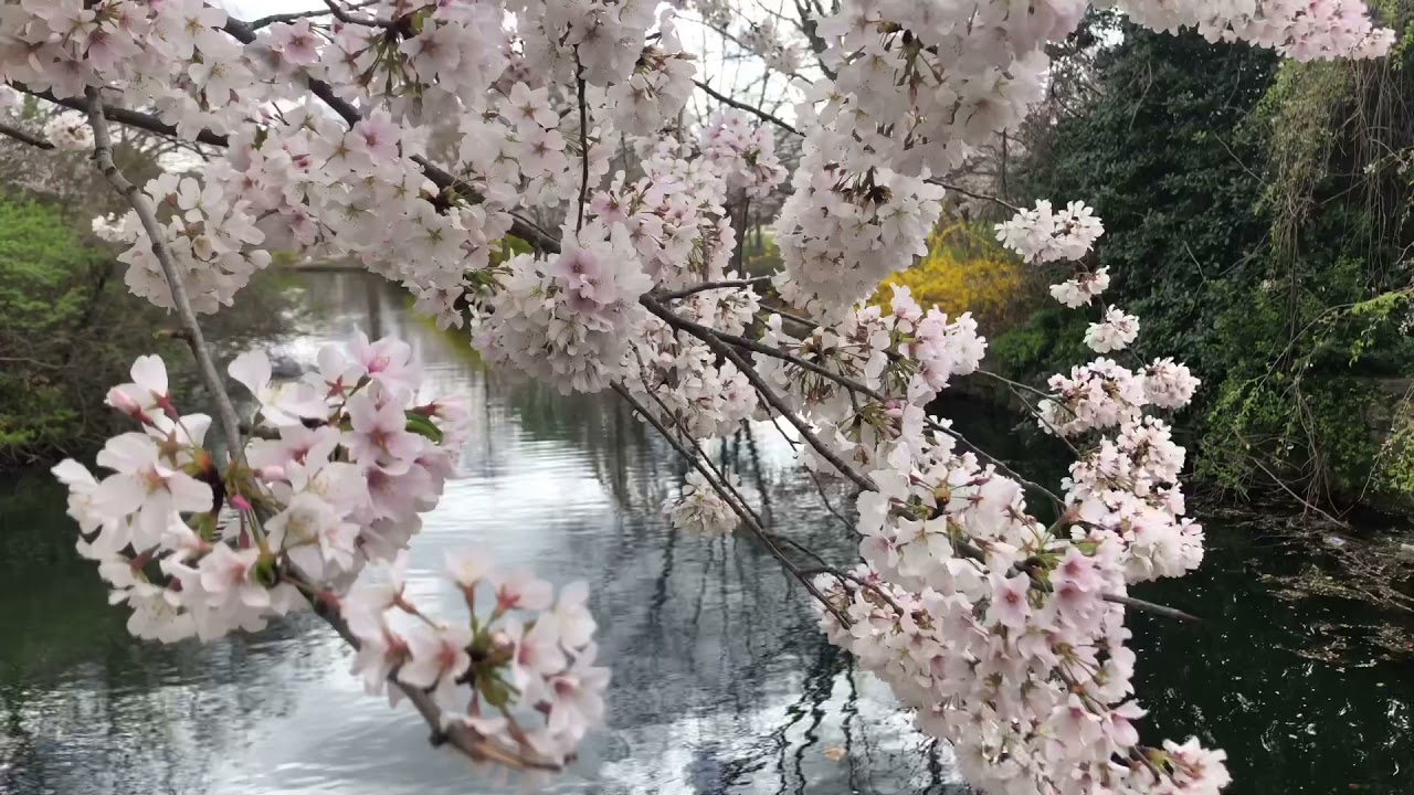 It&rsquo;s Spring-Beautiful Sakura Blossom in Very Relaxing background music