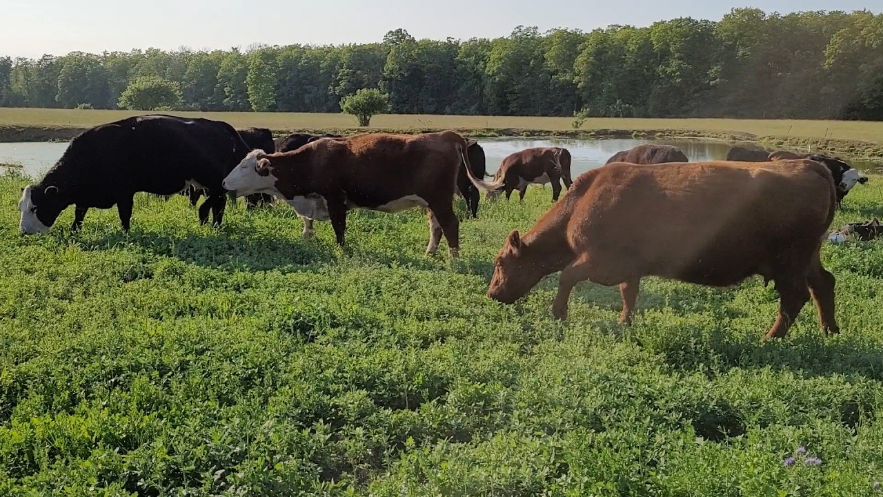 Farming - Walking Fence and Moving Cows