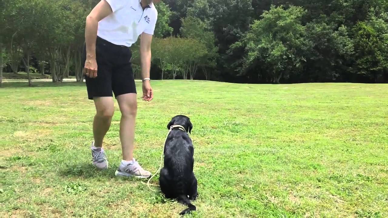 Nathan's Field Work at 15 Weeks: Dog Training with Connie Cleveland