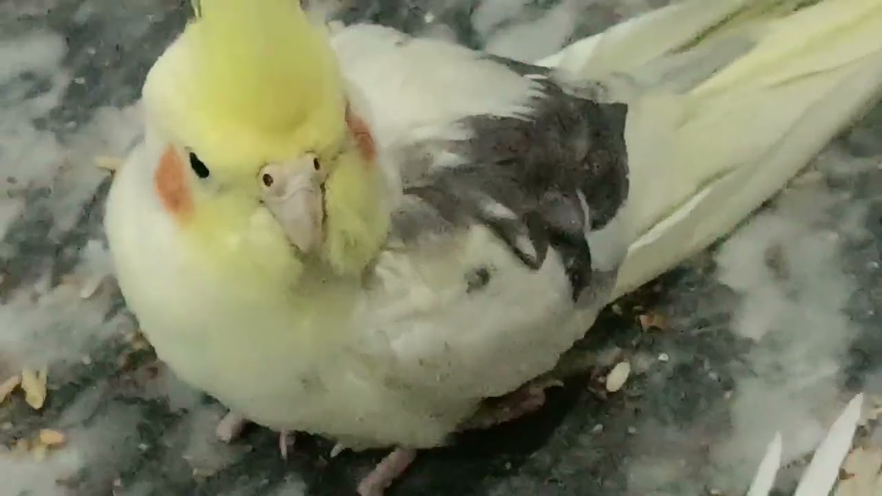 Beautiful love bird eating seeds 
