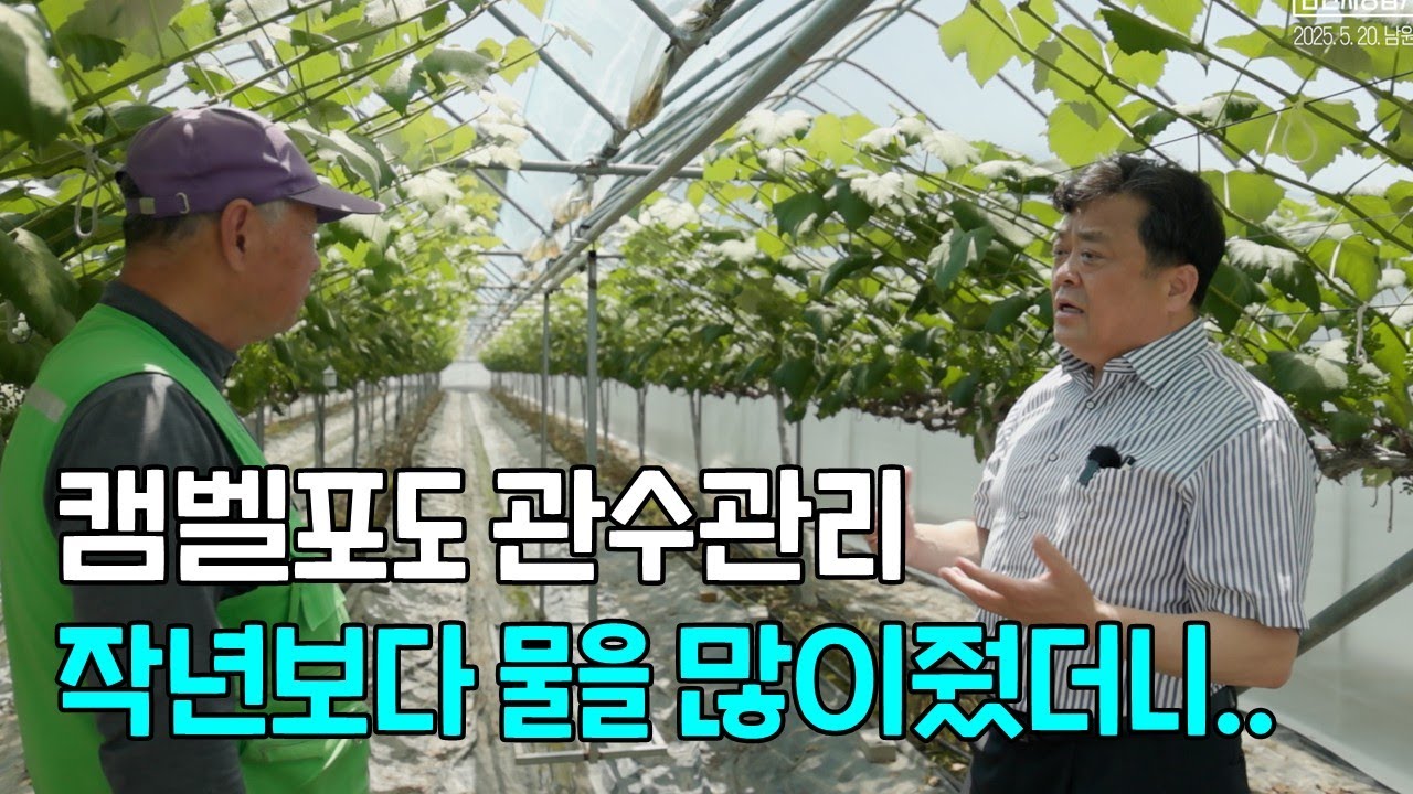 캠벨포도 관수관리 작년보다 물을 많이 줬더니..