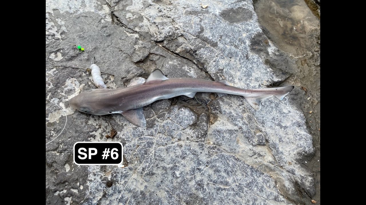 Fishing AT - Ogmore Deeps, South Wales , Aug 2022 - With tope , cliff jumpers and dolphins