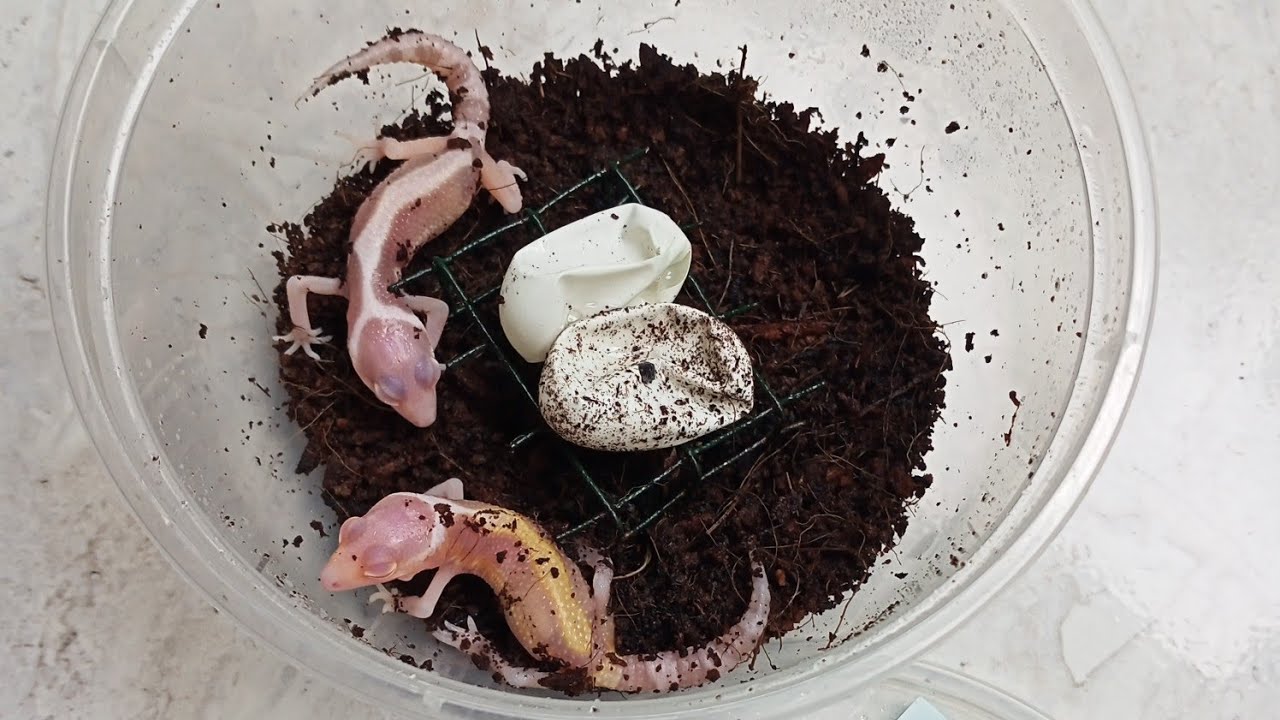 cara mudah penanganan BABY LEOPARD GECKO yang BARU MENETAS | 6 MENIT LANGSUNG PAHAM dan BISA DI COBA