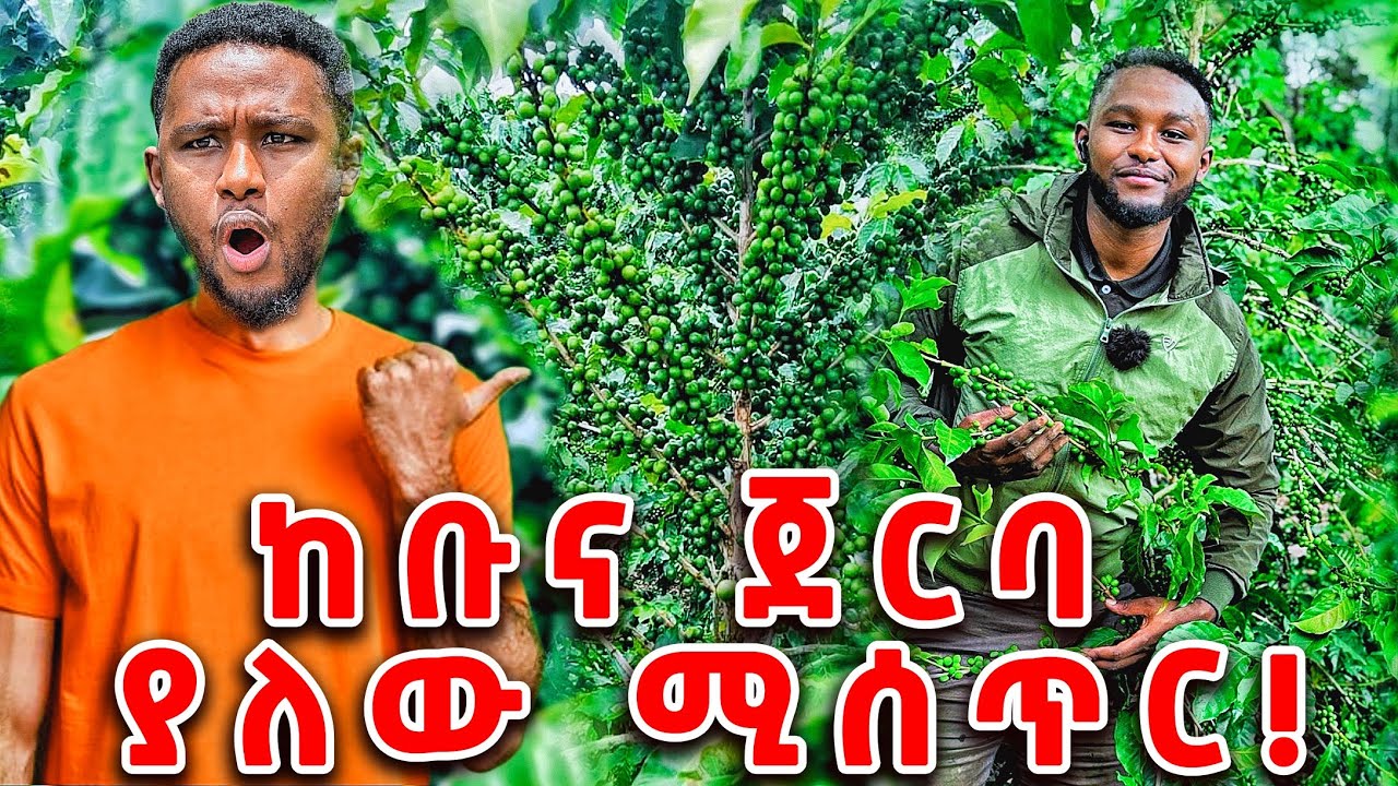 ጉጂ አከባቢ በ ሻኪሶ ከተማ የሚገኘው ትልቁ የ ቢና እርሻ / Ethiopian coffee farm #firalink_business_solution 