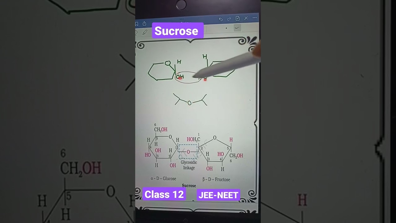 Sucrose - glycosidic linkage